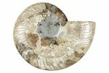 Cut & Polished Ammonite Fossil (Half) - Crystal Pockets #274811-1